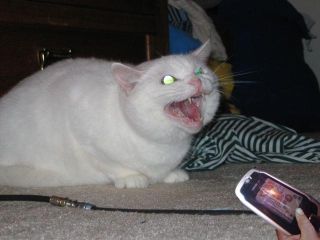 cat.jpg